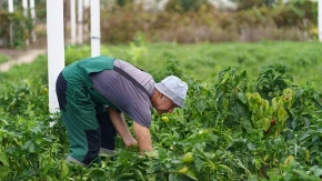 Samo ovo dodajte paprikama i rađaće kao nikad: Jeftin trik koji daje ogroman rod