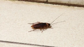 OD OVOG SREDSTVA BUBAŠVABE BEŽE KAO ĐAVO OD KRSTA! Ne sadrži HEMIJU, a kad ga POJEDU SLEDI IM PAKAO