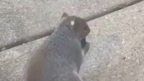 Šok i veverica: Snimak obišao planetu, gledajte šta rade! (Video)