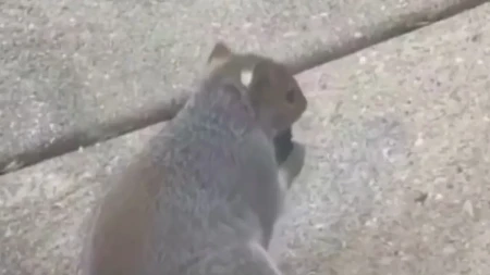 Šok i veverica: Snimak obišao planetu, gledajte šta rade! (Video)