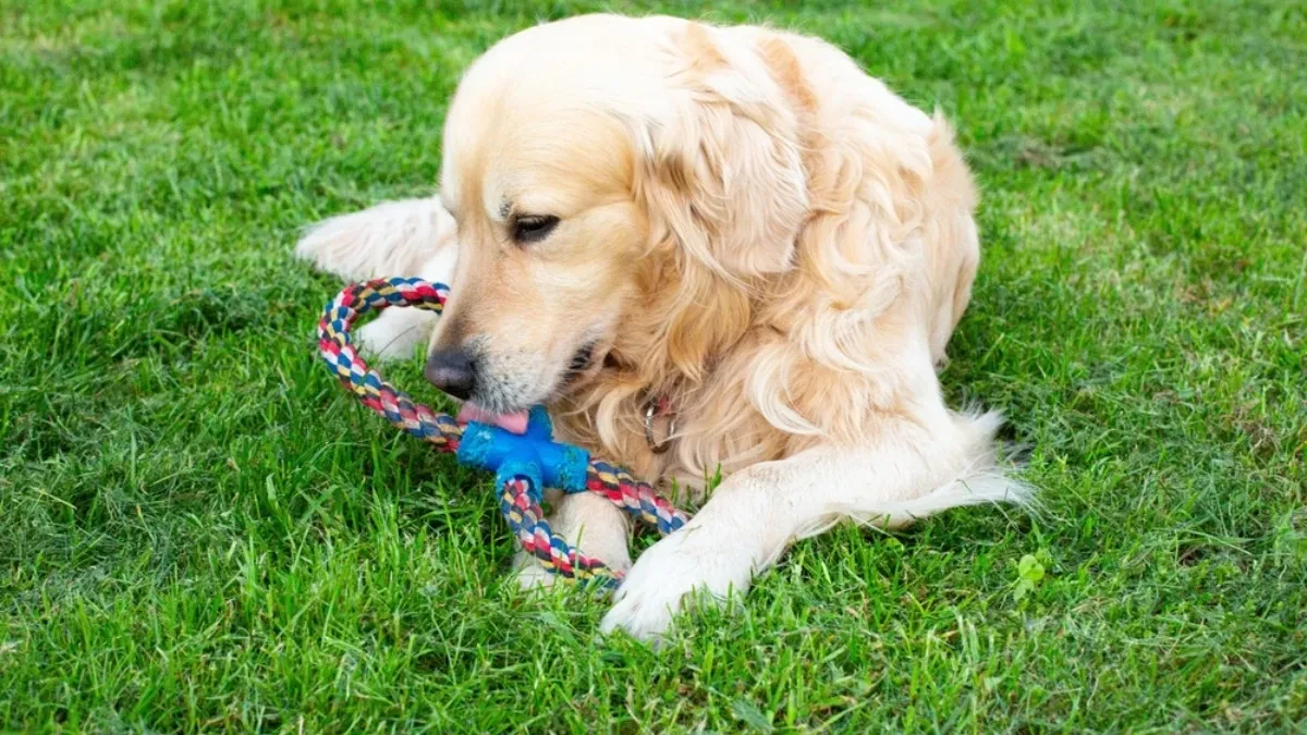 Oči mu se sklapaju, a ne ispušta omiljenu igračku Simpatičan retriver nasmejao ljude na mrežama 