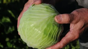 Nikada ovo ne biste dodali, a popravlja ukus momentalno: Šta treba dodati u kupus salatu, posle toga bude san snova