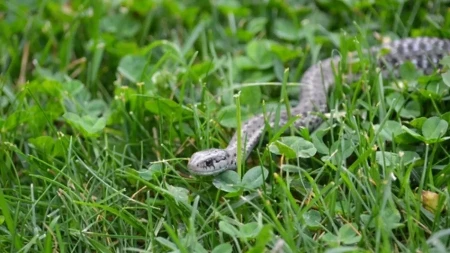 Šta ako vas ujede zmija, ovo je prva pomoć? Odmah reagujte, šta je važno u momentu uraditi? 