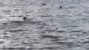 Drama u ledenoj reci Pas je skočio u vodu jureći patke, vlasnik skočio za njim - posle par trenutaka nije osećao ni ruke ni noge