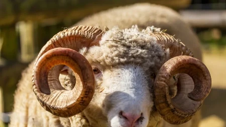 Zatvor u Zrenjaninu kupio priplodnog ovna - razlog je vrlo koristan