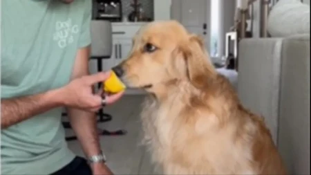 Pas probao limun i postao hit! Ljudi se valjaju od smeha zbog njegove reakcije