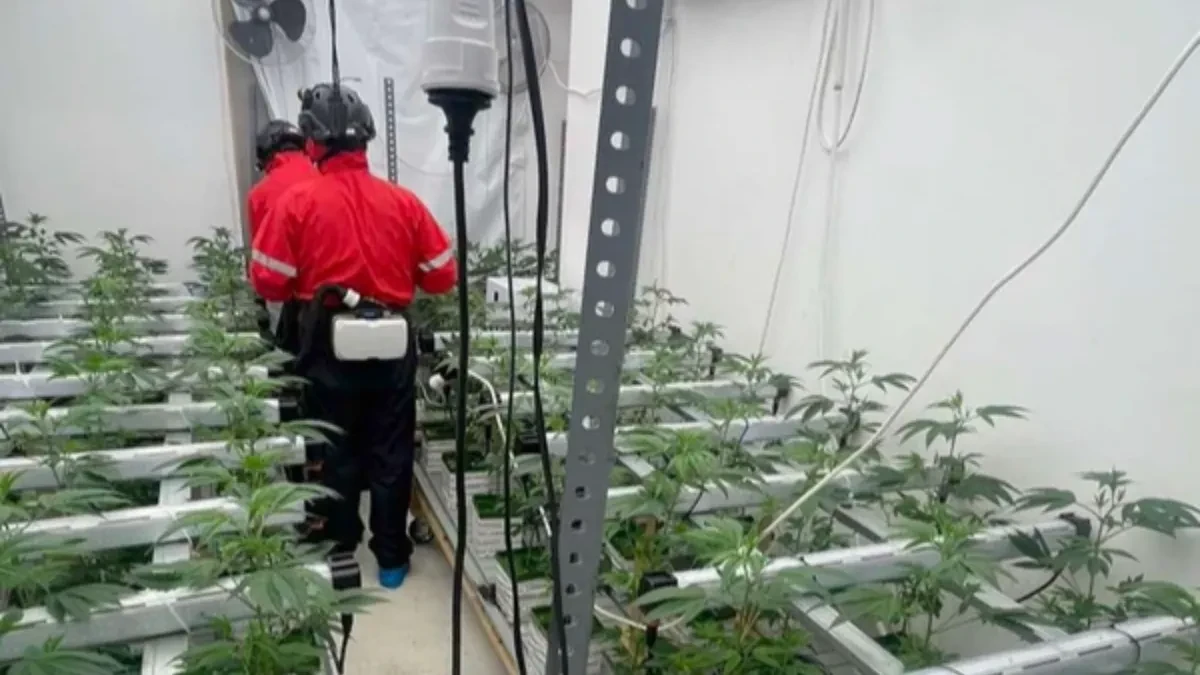 PRVE SLIKE DVE LABORATORIJE MARIHUANE NA ZVEZDARI Zaplenjeno 350 biljaka, uhapšen osumnjičeni