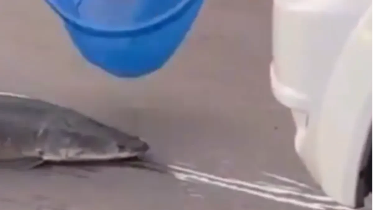 OGROMNA RIBA PARALISALA SAOBRAĆAJ I ZBUNILA VOZAČE Evo kako se našla nasred ulice 