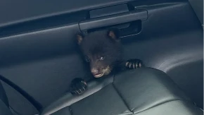 PRIPADNIK POLICIJE DOBIO HITAN POZIV Došao na lice mesta i zatekao mladunče MEDVEDA (FOTO)