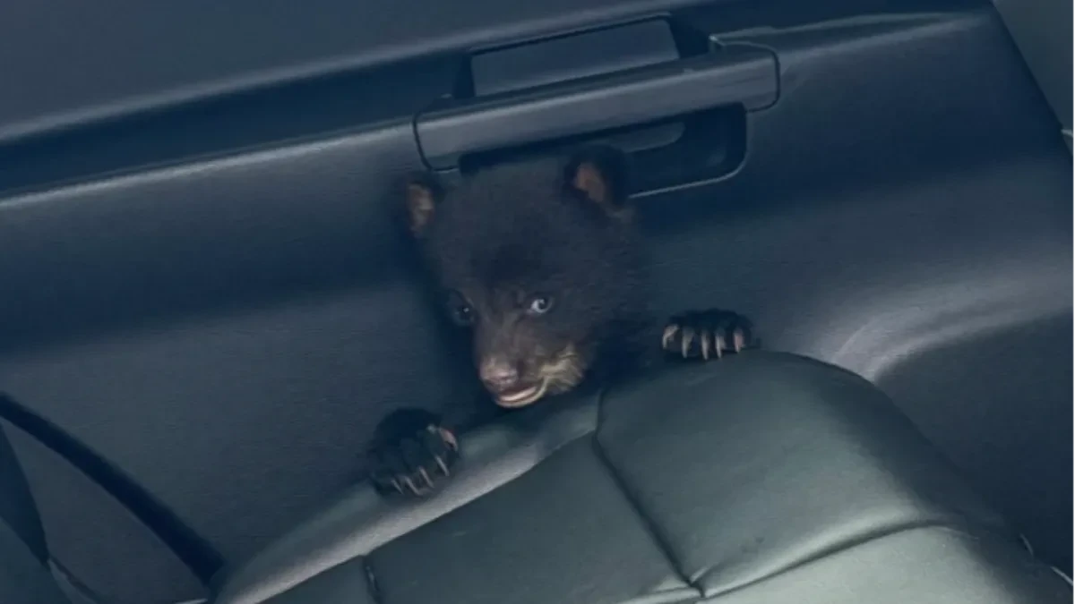 PRIPADNIK POLICIJE DOBIO HITAN POZIV Došao na lice mesta i zatekao mladunče MEDVEDA (FOTO)