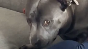 URNEBESNA REAKCIJA PSA NA SAMO JEDNU VLASNIKOVU REČ Hit video nasmejao ljude na mrežama