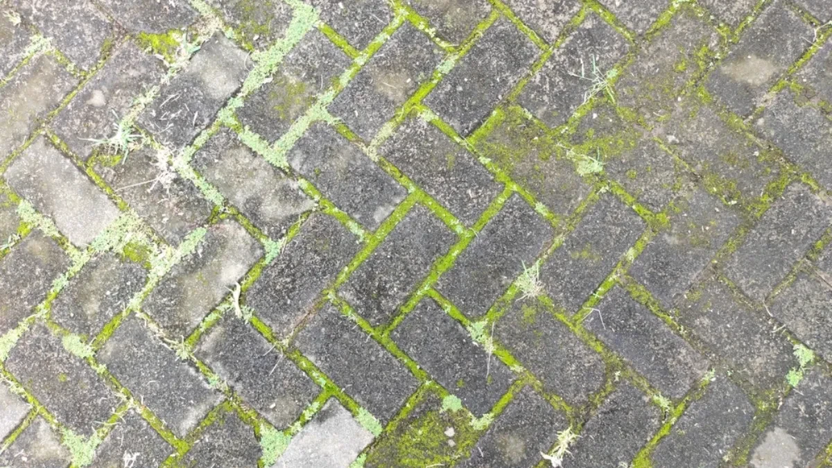 RUŽNA MAHOVINA NESTAJE ZA TILI ČAS Potrebna su vam ova 2 jeftina sastojka - već ih imate u kući