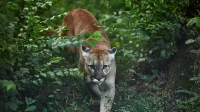 PUMA U ZOO VRTU IMA SVOJE FAVORITE Pogledajte kako drugačije reaguje na muškarca i ženu koji brinu o njoj