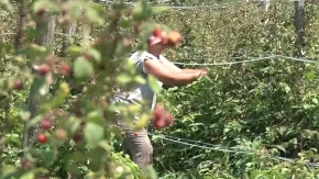 ZARADA 180.000 NA SEZONSKOM POSLU Ovo su najplaćeniji sezonski poslovi