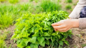 Nije za bacanje - biljka koju svi gazimo sada donosi ozbiljne pare