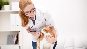 AKO GA ČUJETE - TRK KOD VETERINARA Ovaj neobičan zvuk otkriva da je vaša mačka teško bolesna