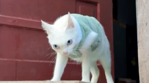 POKEMON U STVARNOM ŽIVOTU Mačka se razbesnela zbog jedne stvari, pa zbog izraza lica postala prava internet senzacija (VIDEO)