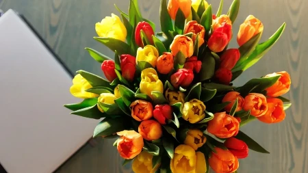 "Jedan ubod i sve se menja…": Lale ostaju sveže kao prvog dana