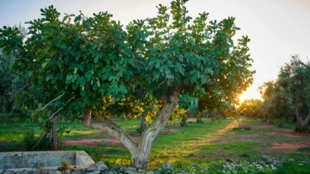 NE SADITE OVO DRVO BLIZU KUĆE: Koren BUŠI temelje i cevi, šteta ogromna!