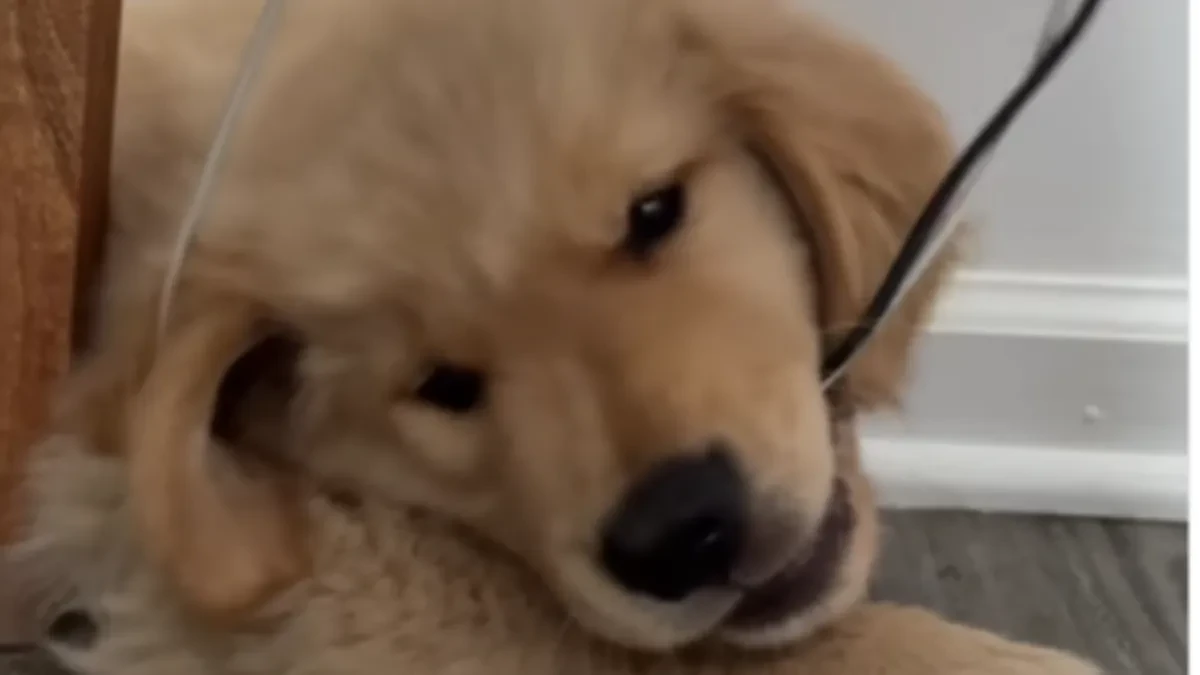 ŠTENETU RASTU ZUBI, PA GRIZE SVE ŠTO DOHVATI Urnebesan snimak nasmejao ljude na mrežama