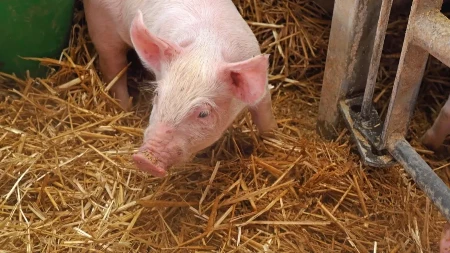 Poskupljuju junad, svinje i jagnjad - cene stoke naglo skočile pred Uskrs