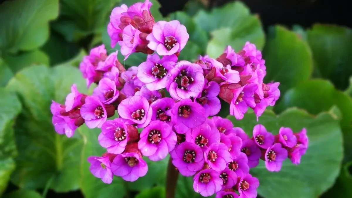 Terasa vam je u hladu? Ove 3 vrste cveća savršeno rastu bez sunca