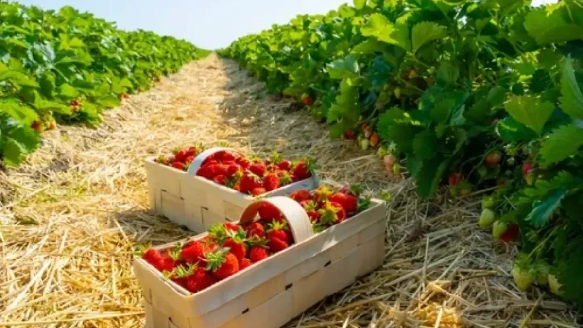 Baštovani otkrili savršen trik za zaštitu jagoda: Zaboravite na štetne pesticide