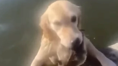 HIT VIDEO Retriver dohvatio patku u jezeru misleći da je spašava od davljenja - ljudi na mrežama plaču od smeha