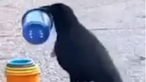 PAMETNA VRANA REŠILA ZADATAK ZA PAR SEKUNDI Ovo je neverovatno