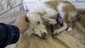 HOROR IZA ZATVORENIH VRATA! 250 pasa živelo u paklu – kada su otvorili vrata, usledila je scena za nevericu!