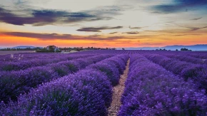 NAJBOLJI NAČIN ZA USPEŠAN UZGOJ LAVANDE Iskoristite ostatke jedne svakodnevne namirnice