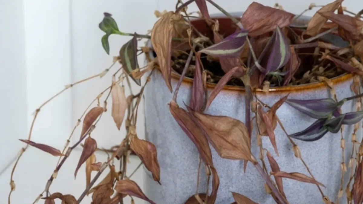 BILJKA VAM UMIRE, A NE ZNATE ZAŠTO? Jedna greška koju svi prave uništava je iz korena!