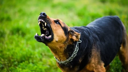 POLICAJAC SPASAO DETE OD RAZJARENOG PSA Životinja nasrnula na mališana kod Kragujevca, usledila herojska reakcija pripadnika MUP-a