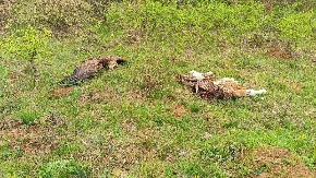 Užasne scene horora kod Svrljiga, otrovao retkog crnog strvinara pa pokušao da sakrije tragove: Počinilac odmah uhapšen, leš ptice pronađen pored zatrovanog teleta