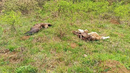 Užasne scene horora kod Svrljiga: Počinilac odmah uhapšen, leš pronađen pored zatrovanog teleta