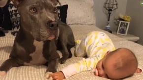 Internet bruji o ponašanju ovog pitbula pored bebe: Ovo je retko ko očekivao