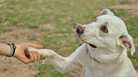 Kada vam pas daje šapu, to znači samo jedno Vlasnici, obratite pažnju