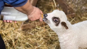 Nema nameru da napusti selo - Veljko gaji voće, povrće, dok u štali čuva više od 50 grla stoke