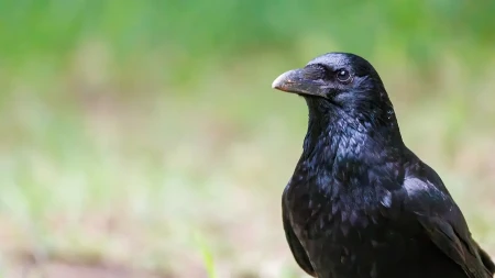 Vrane savršeno pamte ljudska lica Ako ih uznemirite uvek urade jednu stvar