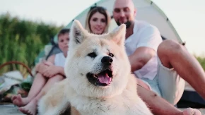 Najbolji su za porodicu, najbolji čuvari dece: Koji psi su dobri za kuću, pored njih vam niko ne može ništa