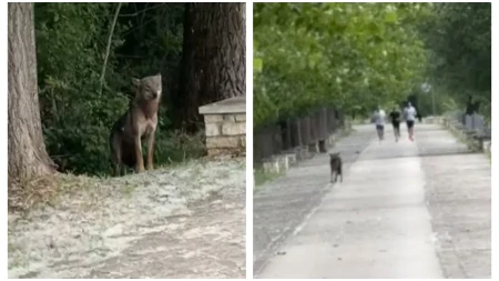 "I ovo sam dočekao da vidim!" Vuk usred Janjine mirno šeta među ljudima! (VIDEO)