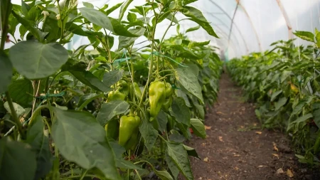 Ma ni u ludilu nemoj ih stavljajte pored: Paprika ne može da ih smisli ove biljke pored nje, tu ih ne sadite