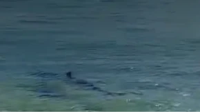 Strah se širi u Grčkoj: Ajkula duga 2,5 metra viđena blizu plaže (VIDEO)