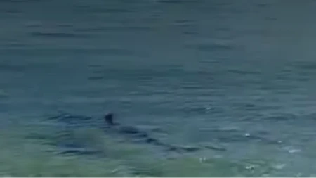 Strah se širi u Grčkoj: Ajkula duga 2,5 metra viđena blizu plaže (VIDEO)