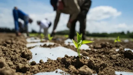 Srbija i Emirati u projektu vrednom 97 miliona evra