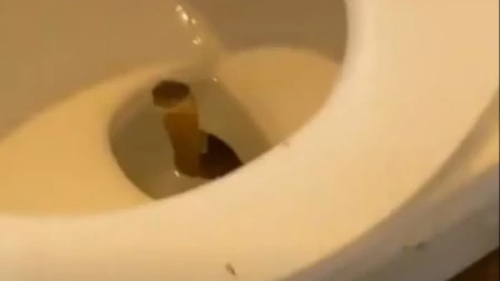 Zmija mu izvirila iz WC šolje: Otišao u kupatilo i doživeo najgoru noćnu moru