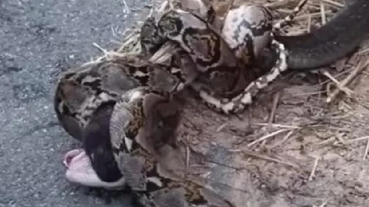Stravičan snimak borbe kobre I pitona! Krvoločni reptili se bore ko će koga pojesti
