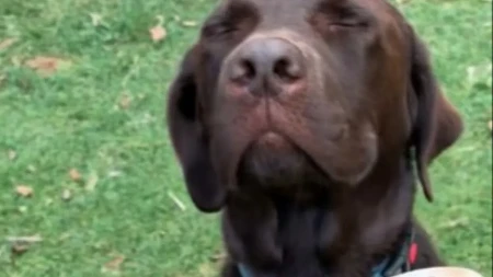 ''Pravi se mrtav!" Labrador uhvaćen pored uništenih Kroksica, a njegova reakcija nasmejala milione ljudi!