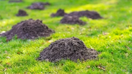 Rešite se krtica iz dvorišta: Pobeći će glavom bez obzira kad ovo posadite