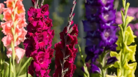 Kako se koristi pivo za brži rast gladiola? Baštovani godinama koriste ovaj trik da budu raskošne i lepe